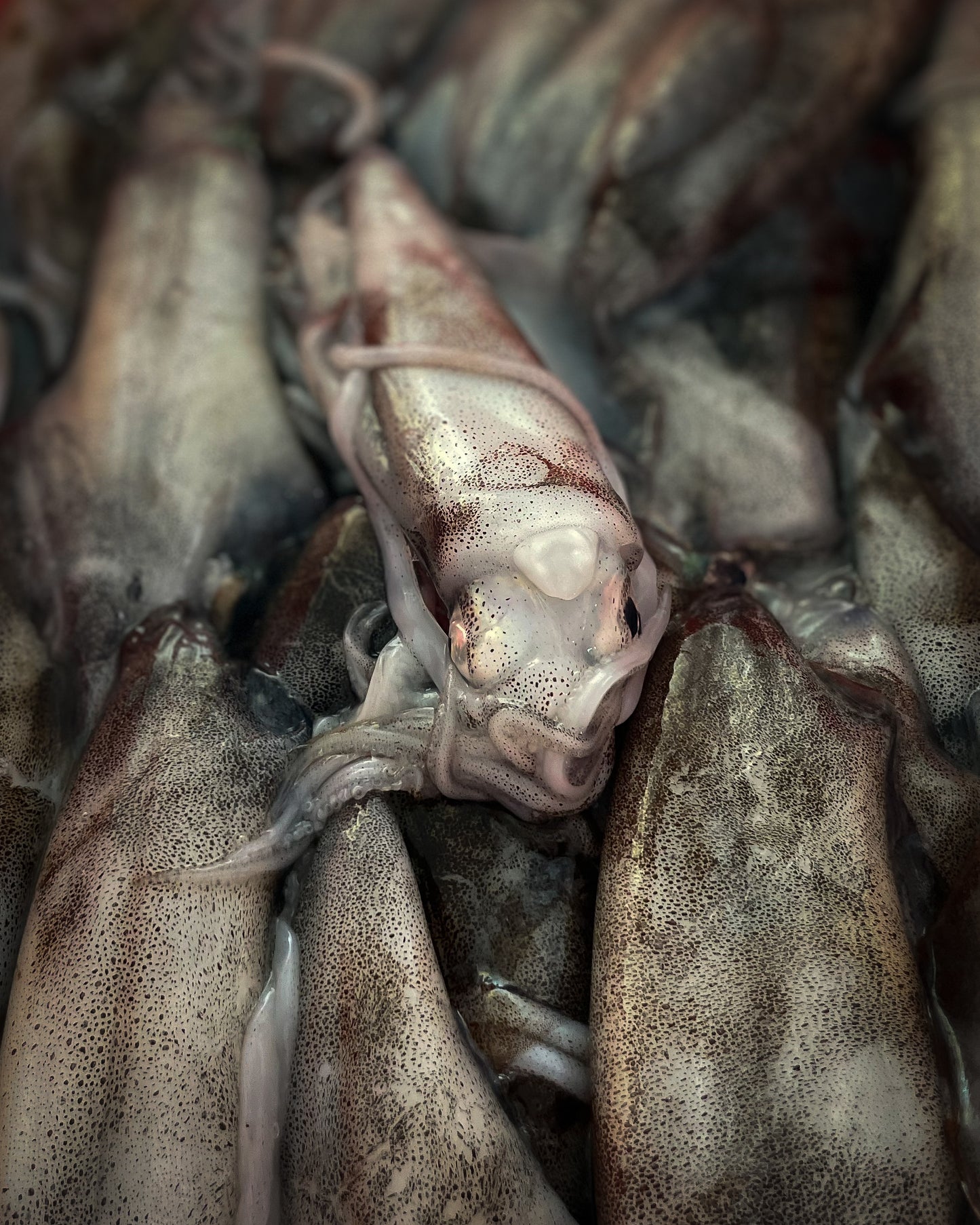 Whole Calamari