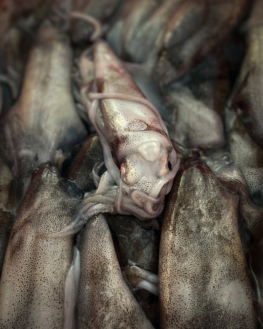 Whole Calamari