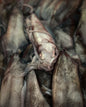 Whole Calamari
