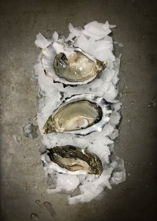 Oysters Shucked