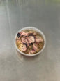 Pickled Octopus
