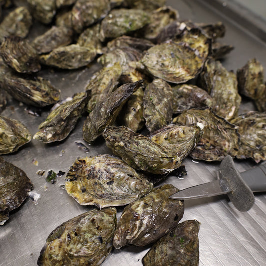 Oysters Unshucked