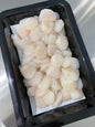 Scallop Meat