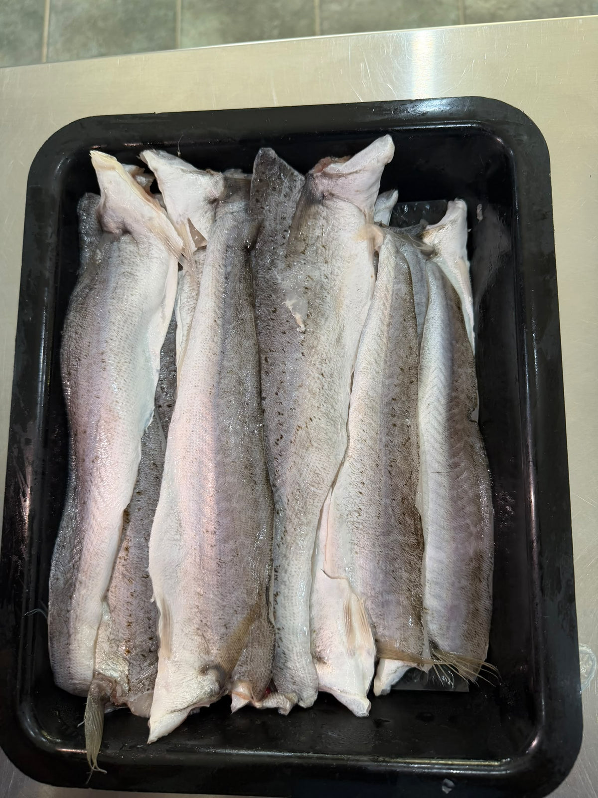 King George Whiting